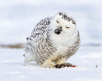 Snowy Owl with prey.jpg