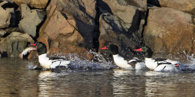 Common Merganser fish chase.jpg