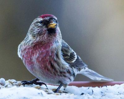 Common Redpoll.jpg