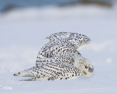 Snowy Owl cleaning face in snow.jpg