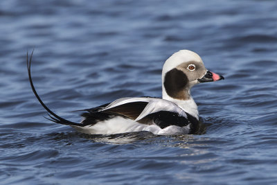 Long-tailed Duck.jpg