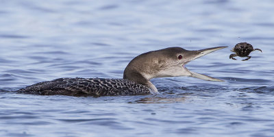 Loon flipping up crab.jpg