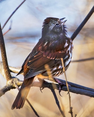 Fox Sparrow singing.jpg