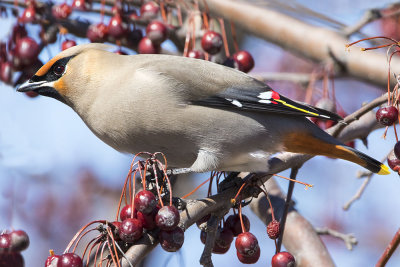 Bohemian Waxwing 3.jpg