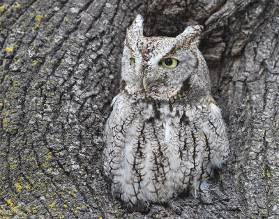 Screech Owl.jpg
