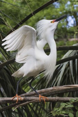 Snowy Egret displaying.jpg