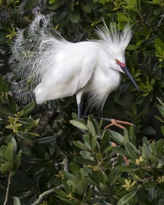 Snowy Egret breeding plumage.jpg