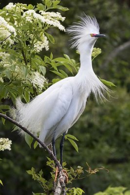 Snowy Egret in breeding plumage 3.jpg