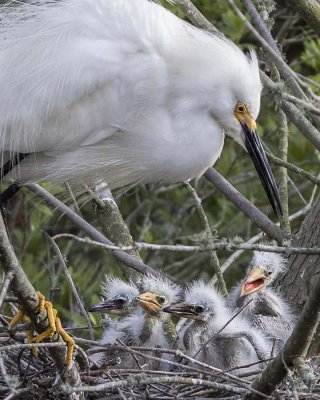 Snowy Egret with 4 babies.jpg