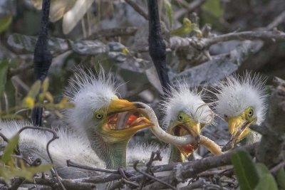 Snowy Egret babies with food.jpg