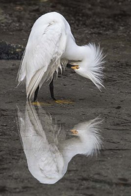 Snowy Egret preens with reflection.jpg