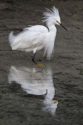 Snowy Egret and reflection.jpg