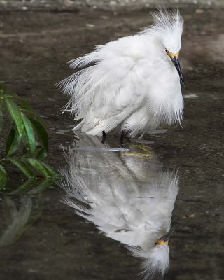 Snowy Egret bathing.jpg