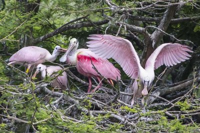 Spoonbill juveniles by mom one coming forward.jpg