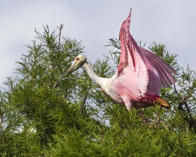 Spoonbill with branch.jpg