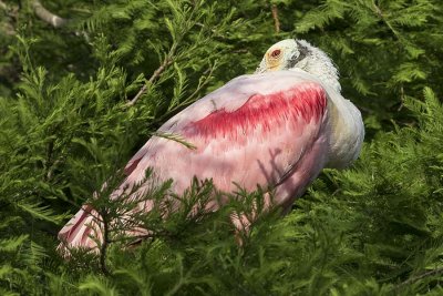 Spoonbill resting in tree.jpg