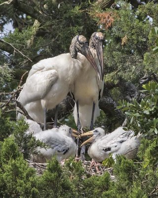 Wood Stork family.jpg