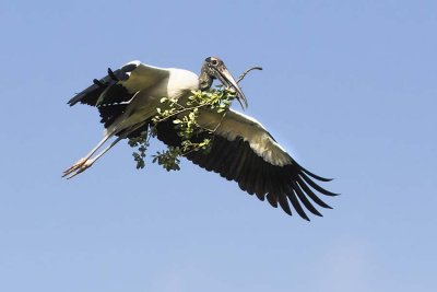 Wood Stork flying w branch.jpg