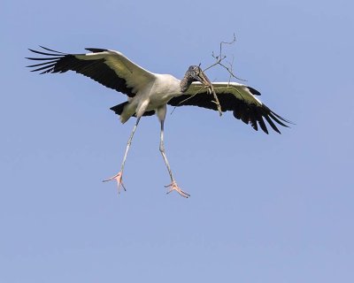 Wood Stork flying w stick.jpg