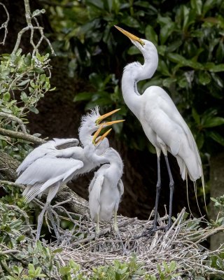 Great Egret juveniles begging to mom.jpg