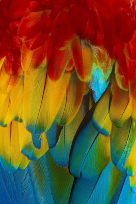 Scarlet Macaw feathers.jpg