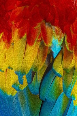 Scarlet Macaw feathers w filter.jpg