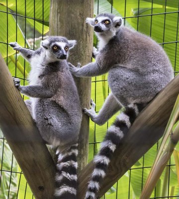 Ring-tailed Lemurs.jpg