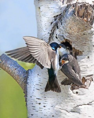 Tree swallow feeds 1 baby as sibling fledges.jpg