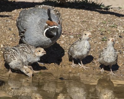 Gambels Quail drinking with babies 2