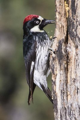 Acorn Woodpecker eating suet.jpg