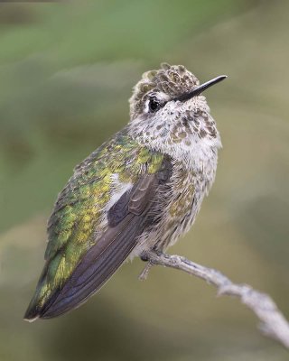 Female Costas Hummingbird.jpg