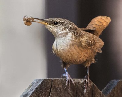 Canyon Wren with spider.jpg
