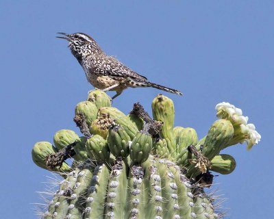 Cactus Wren singing.jpg