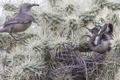 Curve-billed Thrasher w baby at nest.jpg
