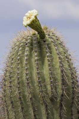 Cactus with flower.jpg