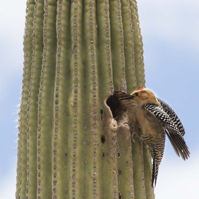 Gila Woodpecker at hole.jpg