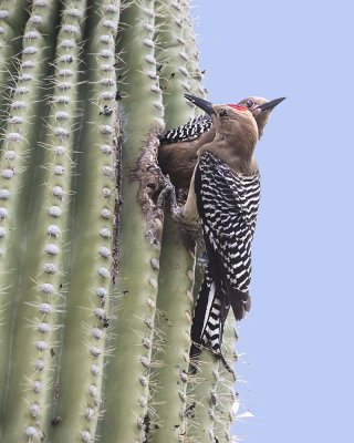  Gila Woodpeckers switching at nesting hole.jpg