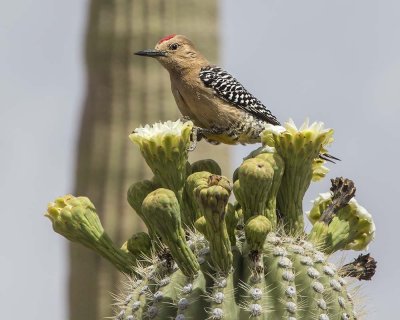 Gila Woodpecker on cactus flower.jpg