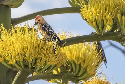 Gila Woodpecker on agave tree.jpg