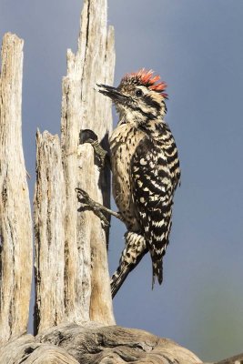Gila Woodpecker.jpg