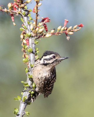 Female Gila Woodpecker .jpg