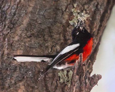 Painted Redstart with bugs.jpg