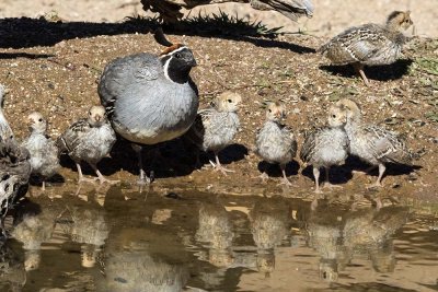 Gambels Quail at water with babies.jpg