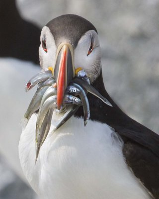 Puffin portrait with fish.jpg