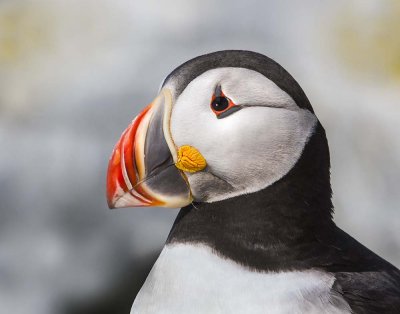 Puffin portrait.jpg