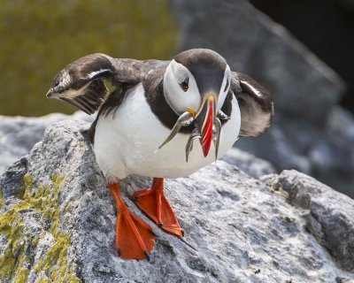 Puffin about to jump with fish.jpg