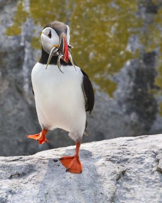 Puffin with fish.jpg