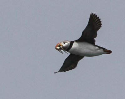 Puffin flying with fish.jpg