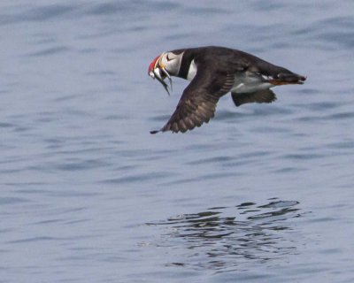 Puffin flying with fish 2.jpg