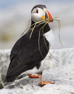 Puffin with nesting material.jpg